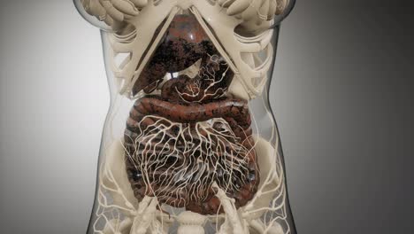 human-digestive-system-parts-and-functions